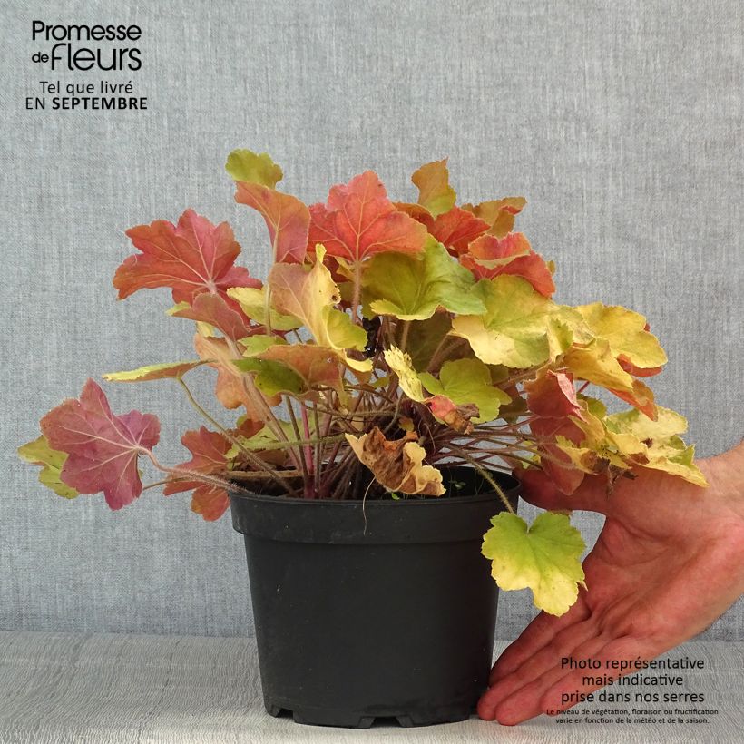 Esemplare di Heuchera Caramel Vaso da 2L/3L consegnato in estate