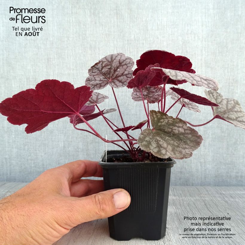 Esemplare di Heuchera Cascade Dawn Vasetto da 8/9 cm consegnato in estate