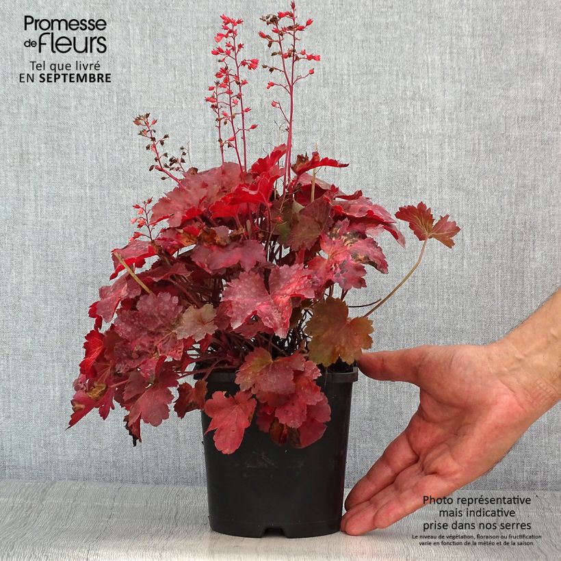 Esemplare di Heuchera Cherry Cola Vaso da 1,5L/2L consegnato in estate