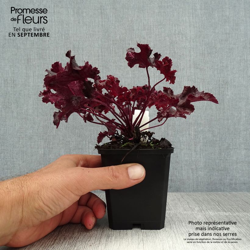 Esemplare di Heuchera Chocolate Ruffle Vasetto da 8/9 cm consegnato in estate