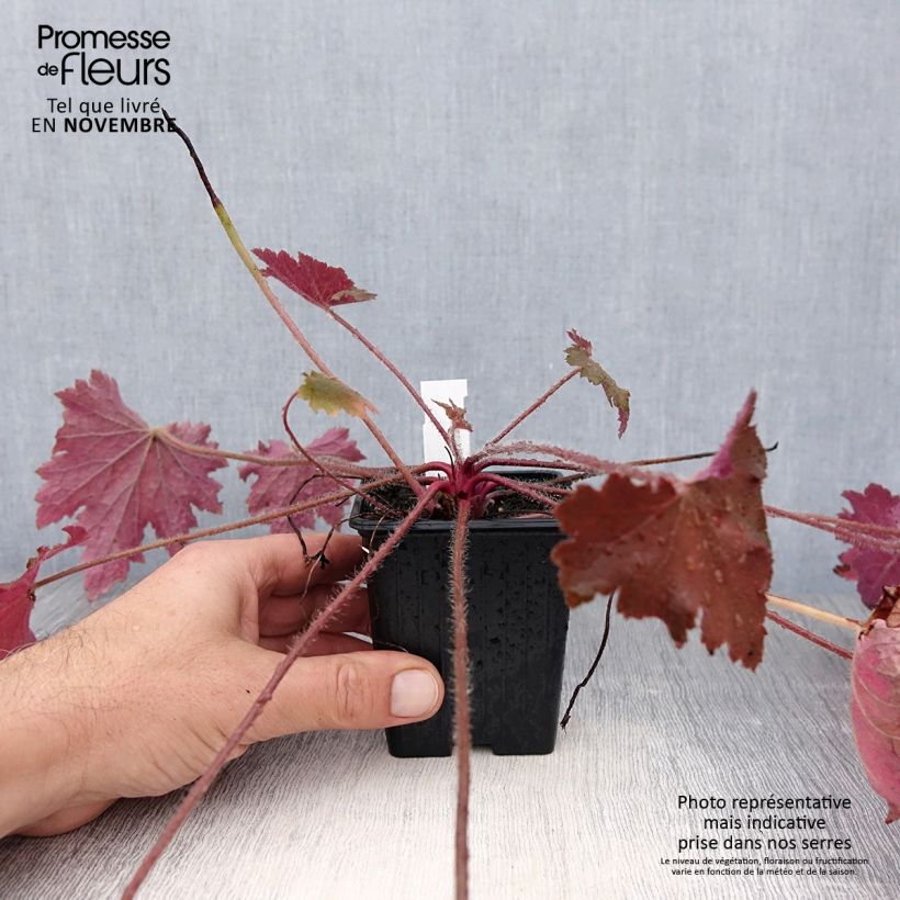 Esemplare di Heuchera Copper Dinosaur Vasetto da 8/9 cm come consegnato in autunno