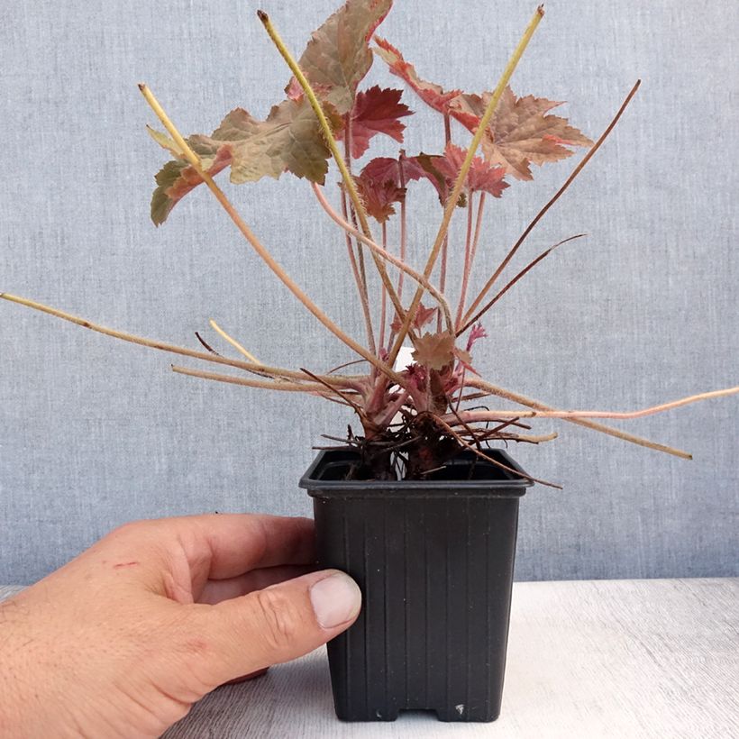Esemplare di Heuchera Copper Dinosaur Vasetto da 8/9 cm consegnato in estate