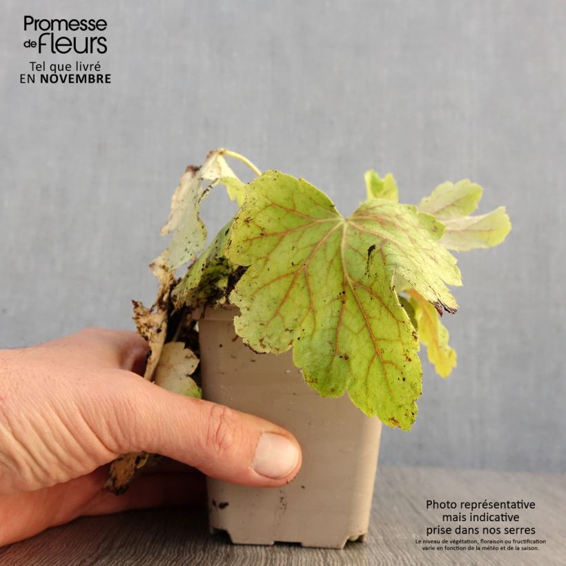 Esemplare di Heuchera Electric Lime Vasetto da 8/9 cm come consegnato in autunno