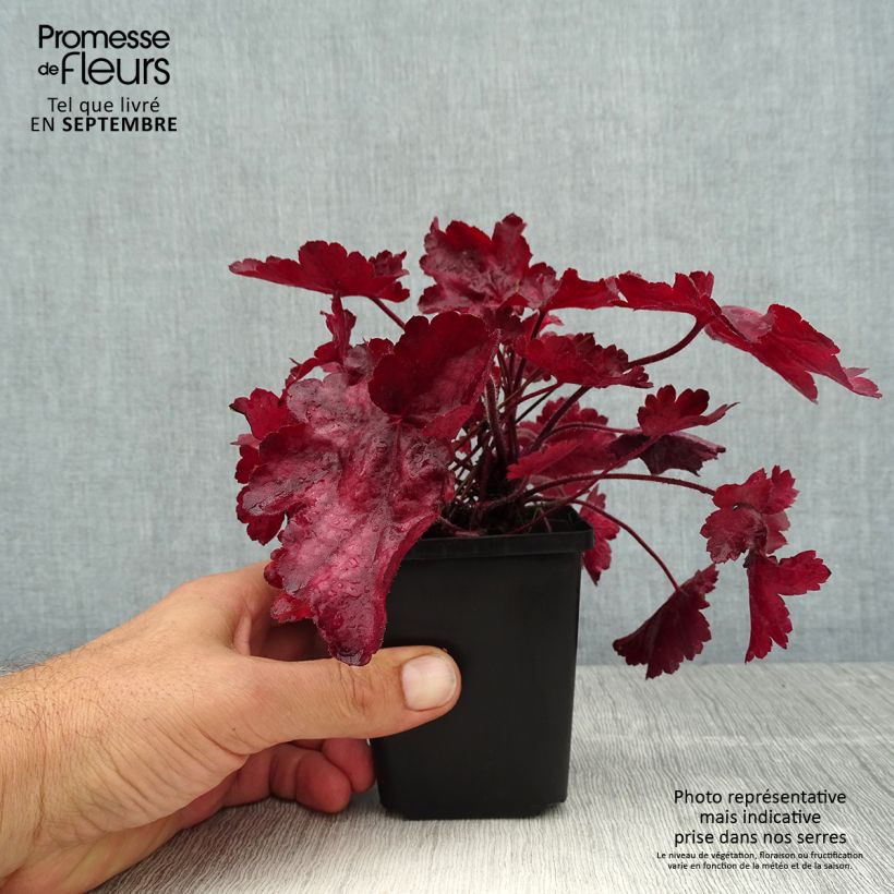 Esemplare di Heuchera Fire Chief Vasetto da 8/9 cm consegnato in estate