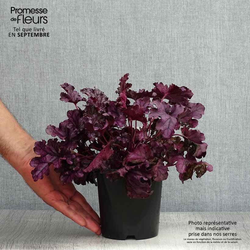 Esemplare di Heuchera Forever Purple Vaso da 1,5L/2L consegnato in estate
