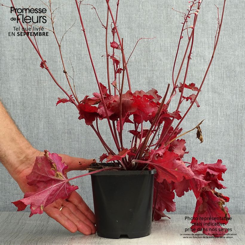 Esemplare di Heuchera Forever Red Vaso da 1,5L/2L consegnato in estate