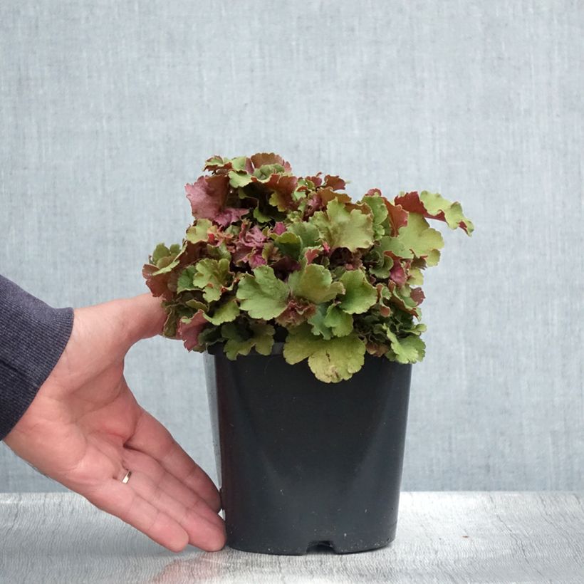 Esemplare di Heuchera Frilly Vaso da 1,5L/2L consegnato in estate