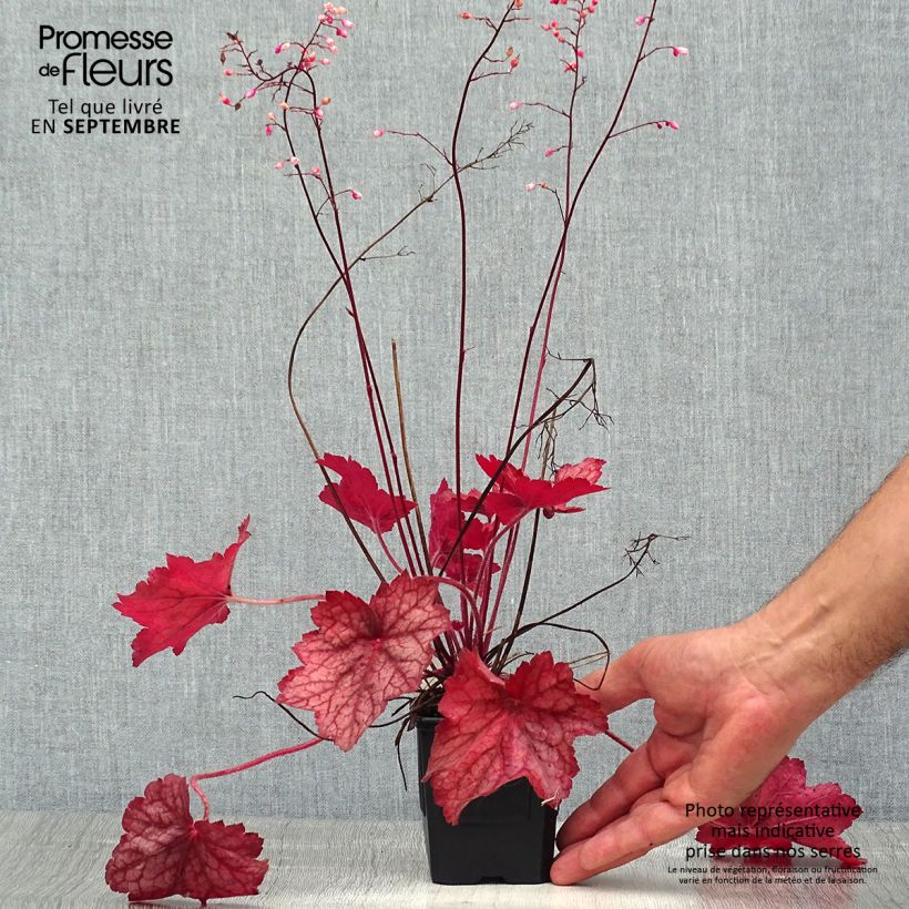 Esemplare di Heuchera Georgia Peach Vasetto da 8/9 cm consegnato in estate