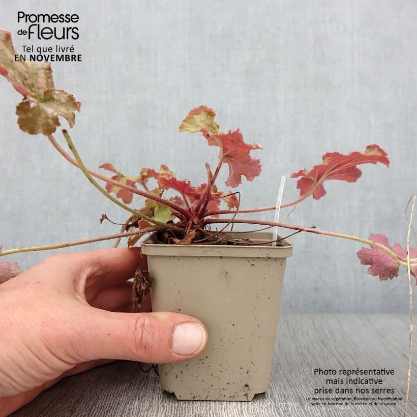 Esemplare di Heuchera Ginger Peach Vasetto da 8/9 cm come consegnato in autunno