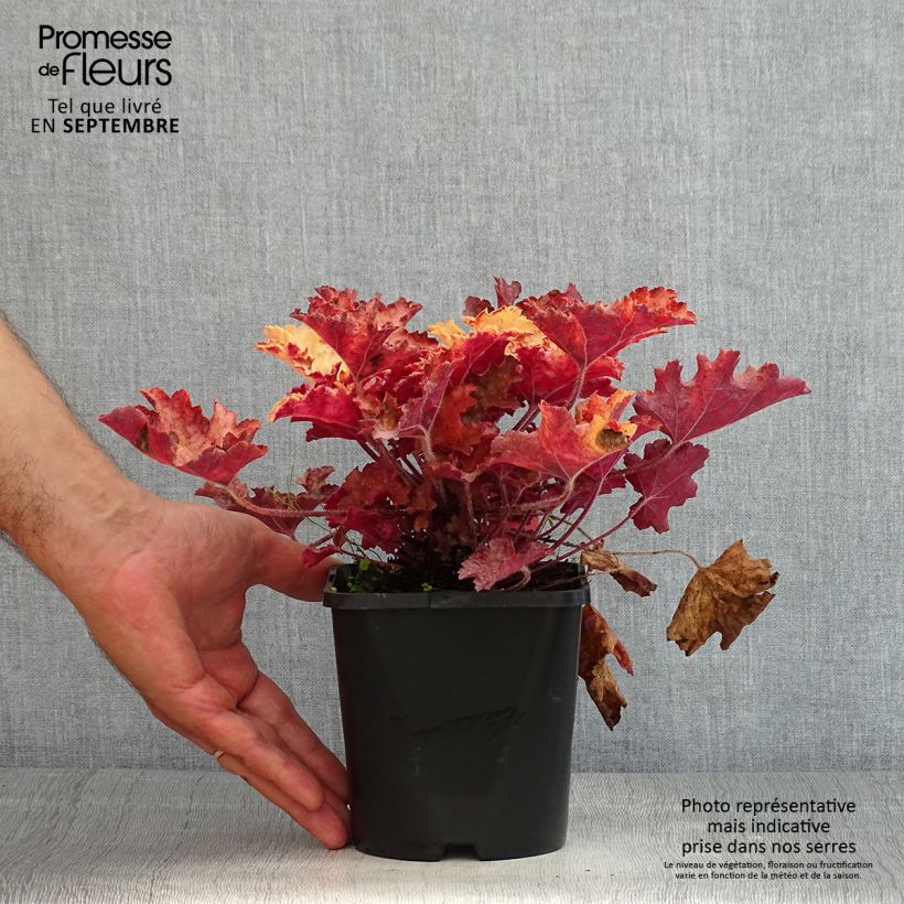 Esemplare di Heuchera Ginger Peach Vaso da 1L/1,5L consegnato in estate