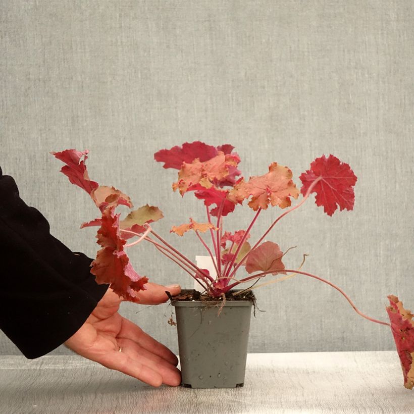 Esemplare di Heuchera Kassandra Vasetto da 8/9 cm come consegnato in autunno