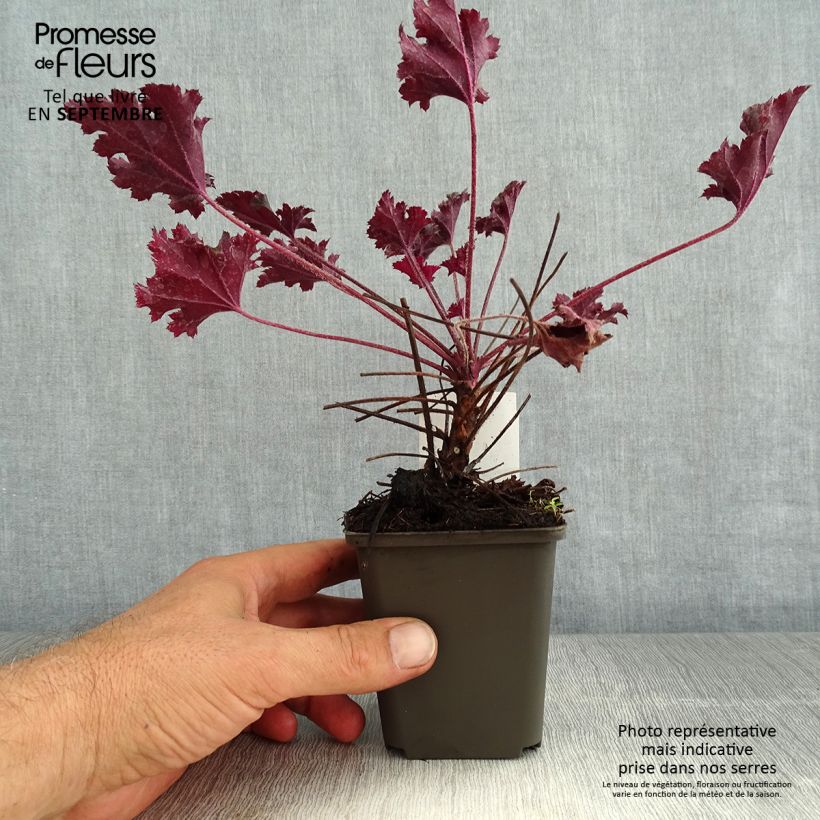 Esemplare di Heuchera Dark Secret Vasetto da 8/9 cm consegnato in estate