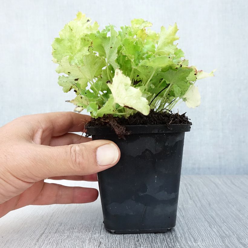 Esemplare di Heuchera Lime Rickey Vasetto da 8/9 cm consegnato in estate