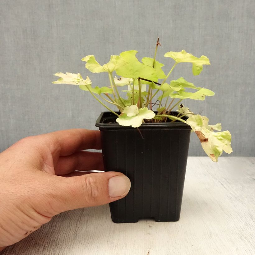 Esemplare di Heuchera Little Cutie Blondie in Lime Vasetto da 8/9 cm consegnato in estate