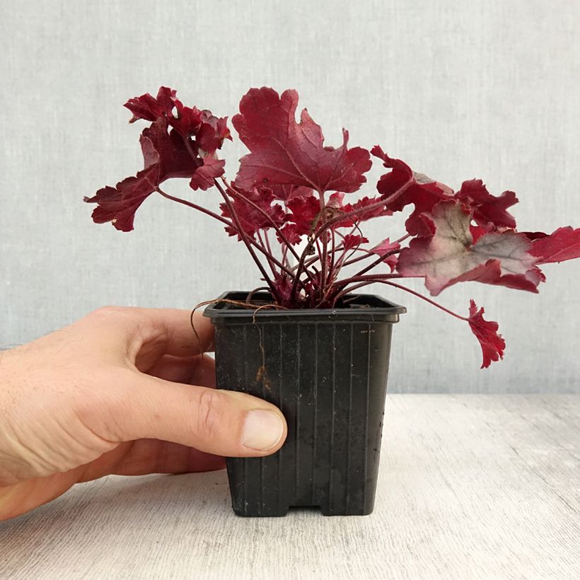 Esemplare di Heuchera Little Cuties Sugar Berry Vasetto da 8/9 cm come consegnato in autunno