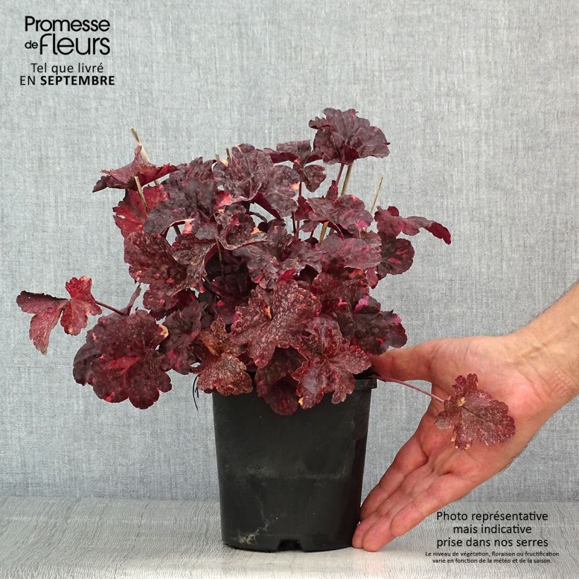 Esemplare di Heuchera Midnight Rose Vaso da 1,5L/2L consegnato in estate