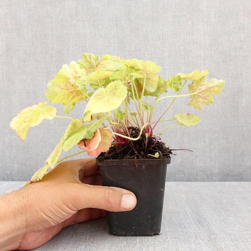 Esemplare di Heuchera Miracle Vasetto da 8/9 cm consegnato in estate