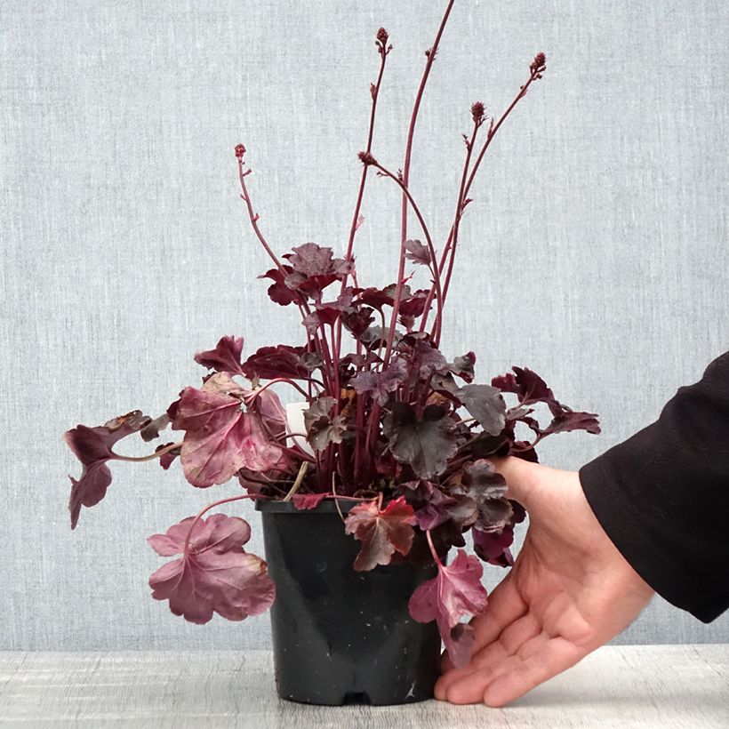 Heuchera Obsisian Vaso da 1,5L/2L esemplare consegnato in primavera
