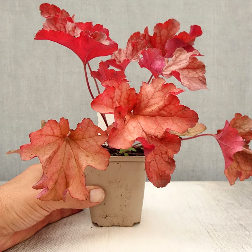 Esemplare di Heuchera Paprika Vasetto da 8/9 cm consegnato in estate