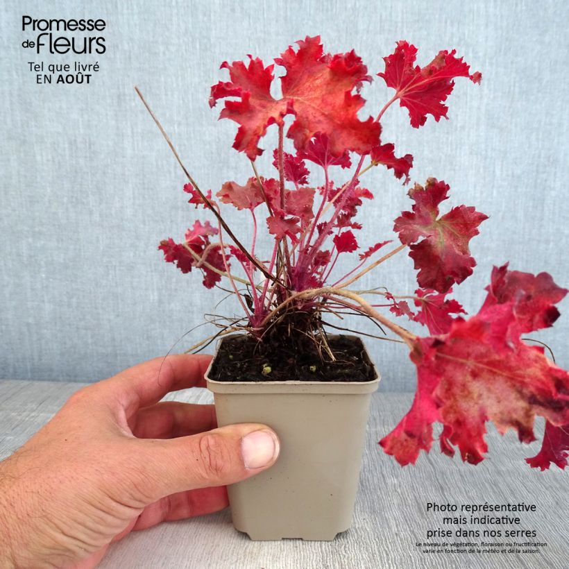 Esemplare di Heuchera Peach Crisp Vasetto da 8/9 cm consegnato in estate