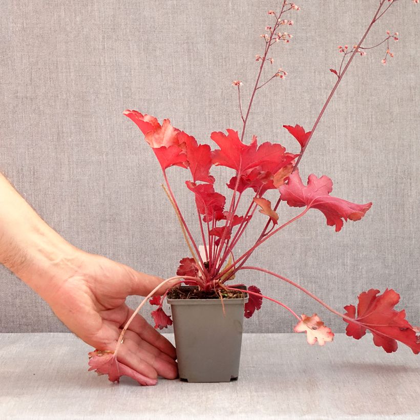 Esemplare di Heuchera Peach flambé Vasetto da 8/9 cm consegnato in estate