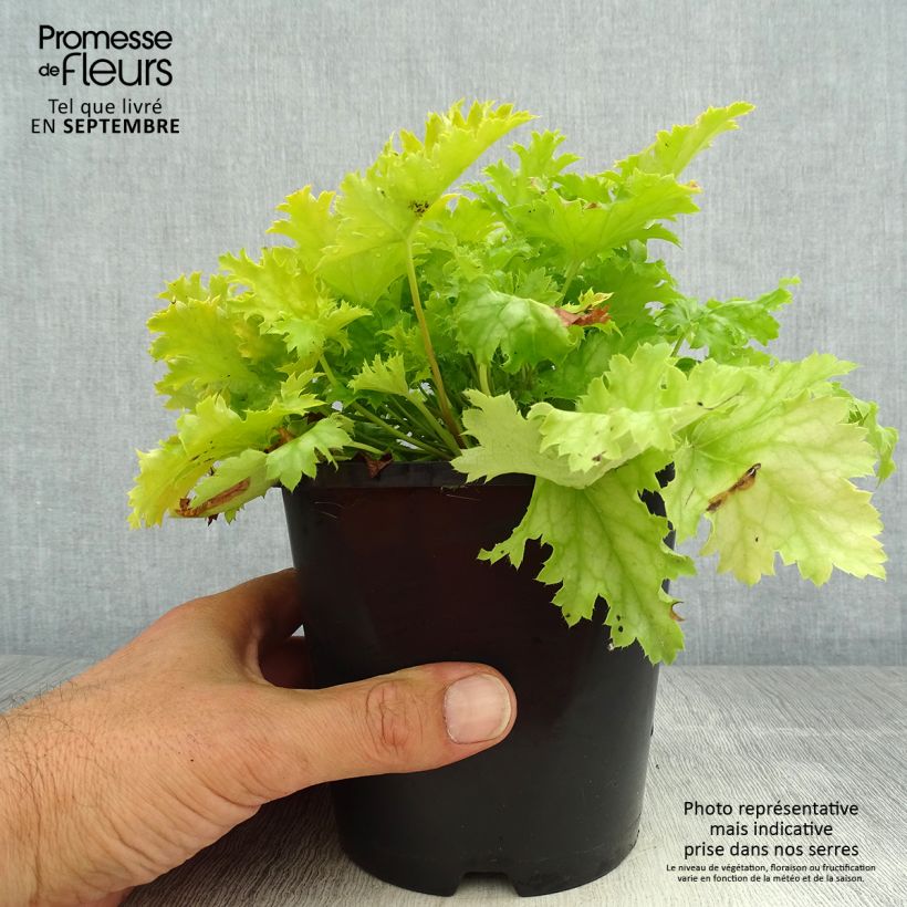 Esemplare di Heuchera Peach flambé Vaso da 1,5L/2L consegnato in estate