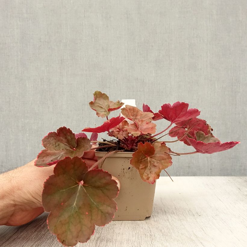 Esemplare di Heuchera Pink Pearls Vasetto da 8/9 cm come consegnato in autunno