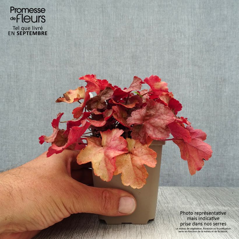 Esemplare di Heuchera Pinot Gris Vasetto da 8/9 cm consegnato in estate