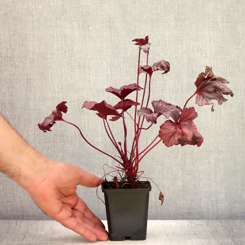 Esemplare di Heuchera Plum Royale Vasetto da 8/9 cm consegnato in estate
