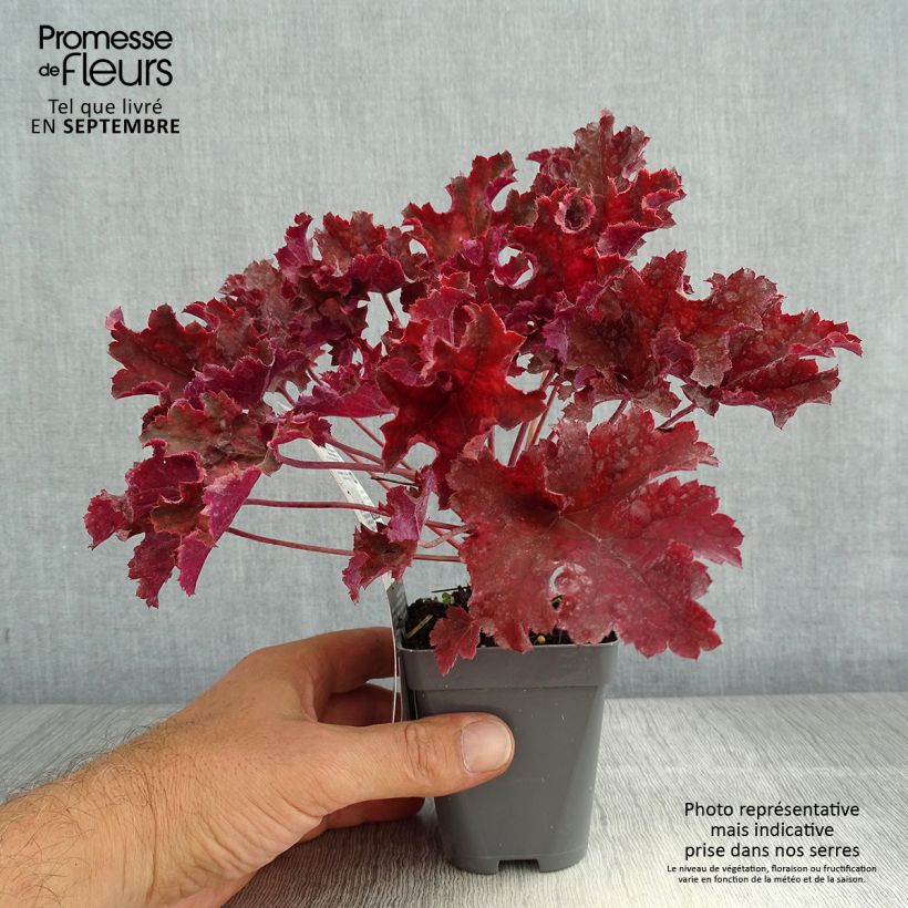 Esemplare di Heuchera Purple Petticoats Vasetto da 8/9 cm consegnato in estate