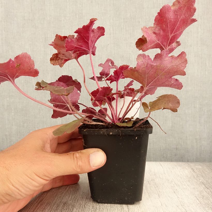 Esemplare di Heuchera Red Sea Vasetto da 8/9 cm consegnato in estate