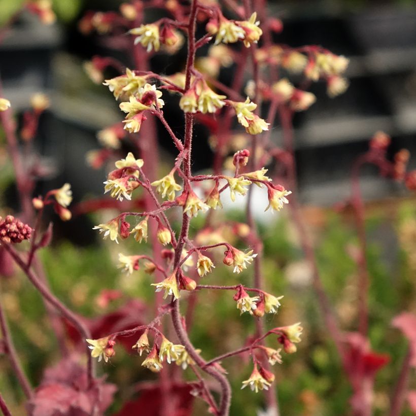 Heuchera Root Beer (Fioritura)