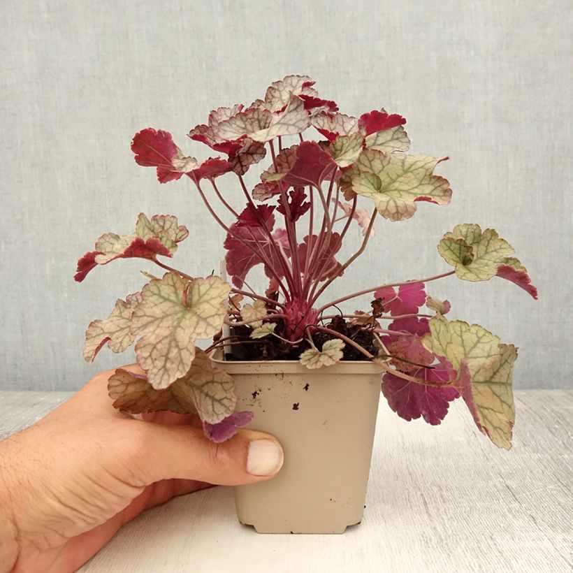 Esemplare di Heuchera Silver Scrolls Vasetto da 8/9 cm consegnato in estate