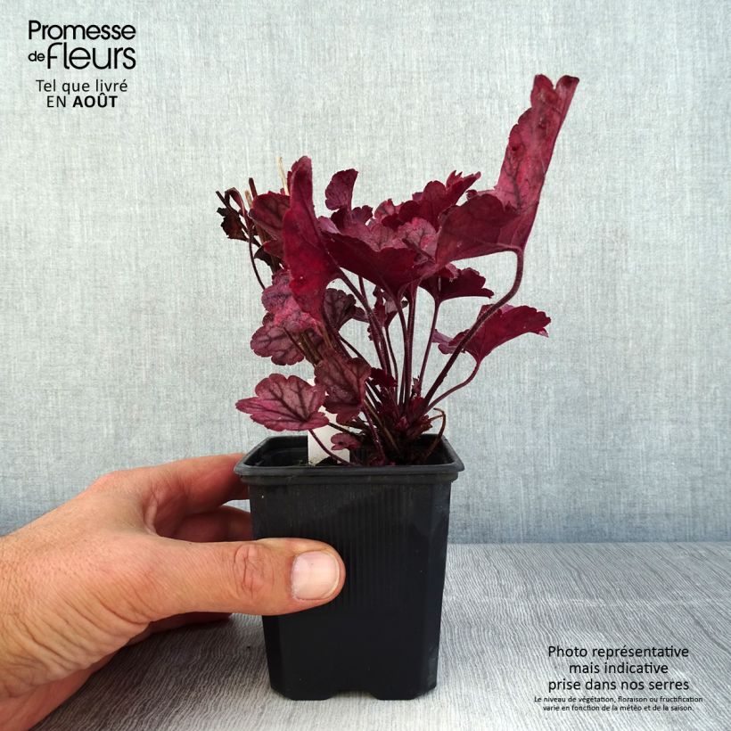 Esemplare di Heuchera Spellbound Vasetto da 8/9 cm consegnato in estate