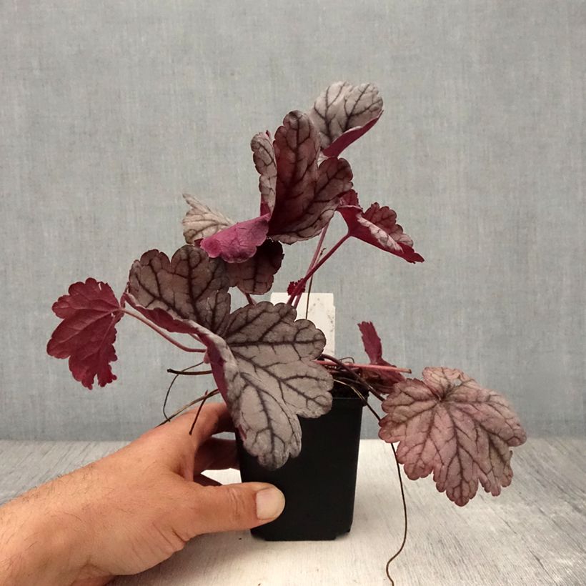 Esemplare di Heuchera Sugar Plum Vasetto da 8/9 cm consegnato in estate