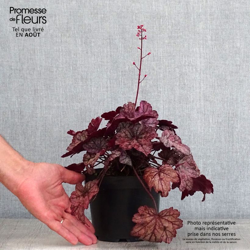 Esemplare di Heuchera Sugar Plum Vaso da 2L/3L consegnato in estate