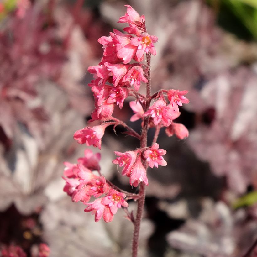 Heuchère - Heuchera Timeless Treasure (Fioritura)