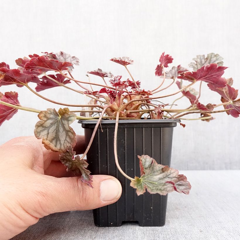 Heuchère - Heuchera Timeless Treasure Vasetto da 8/9 cm esemplare consegnato in inverno