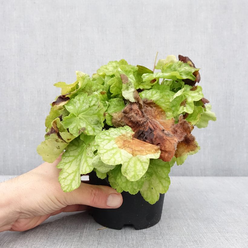 Heuchera Tiramisu Vaso da 1,5L/2L esemplare consegnato in inverno