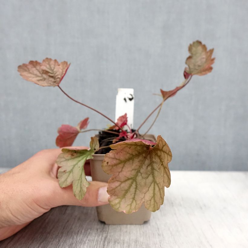 Esemplare di Heuchera Vienna Vasetto da 8/9 cm come consegnato in autunno