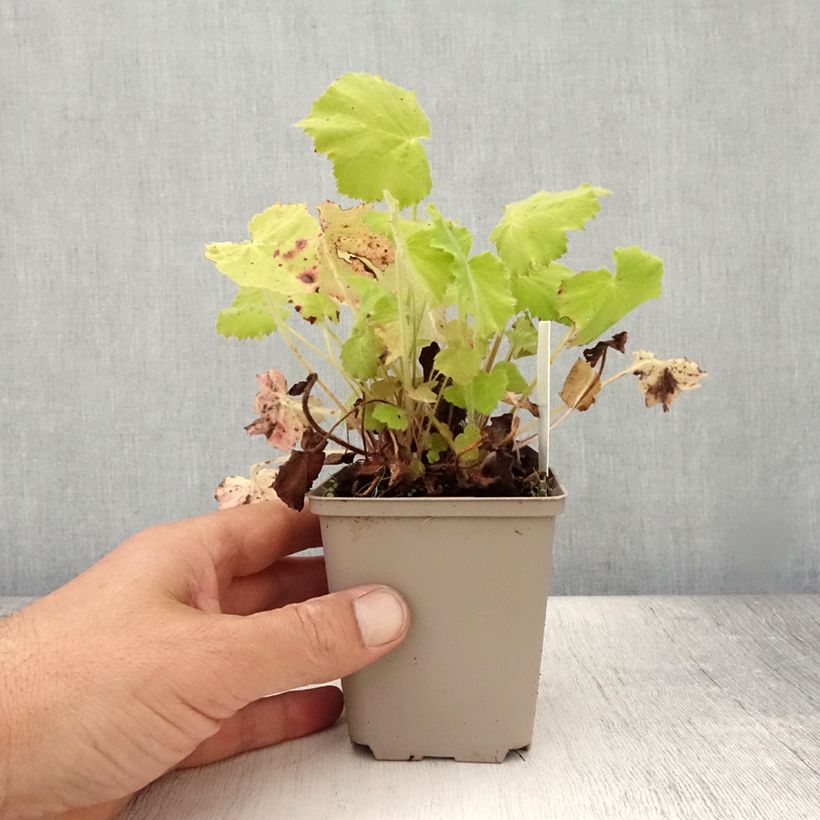 Esemplare di Heuchera villosa var. macrorrhiza Vasetto da 8/9 cm consegnato in estate