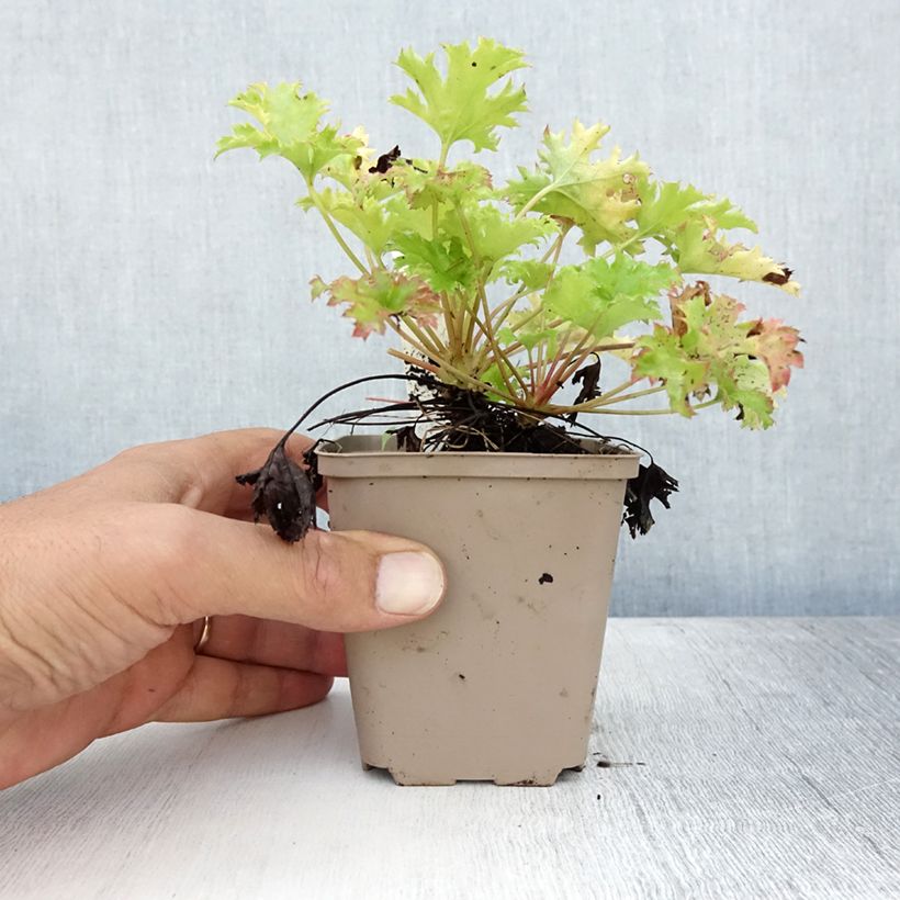 Esemplare di Heuchera Pear Crisp Vasetto da 8/9 cm consegnato in estate
