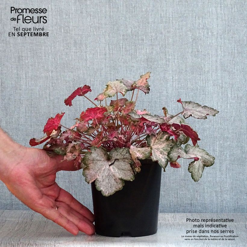 Esemplare di Heuchera Pinky Panky Vaso da 1,5L/2L consegnato in estate