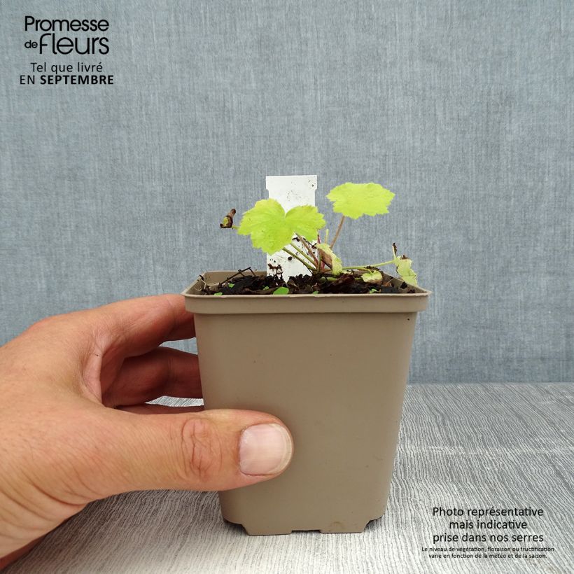 Esemplare di Heuchera Pretty Pistachio Vasetto da 8/9 cm consegnato in estate