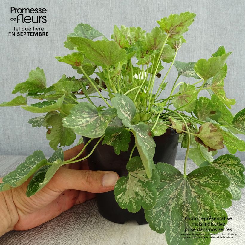 Esemplare di Heuchera Snowy Panky Vaso da 1,5L/2L consegnato in estate