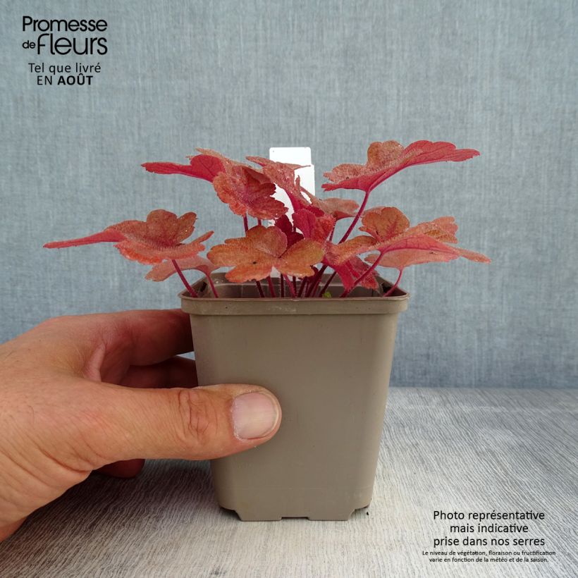 Esemplare di Heucherella Buttered Rum Vasetto da 8/9 cm consegnato in estate