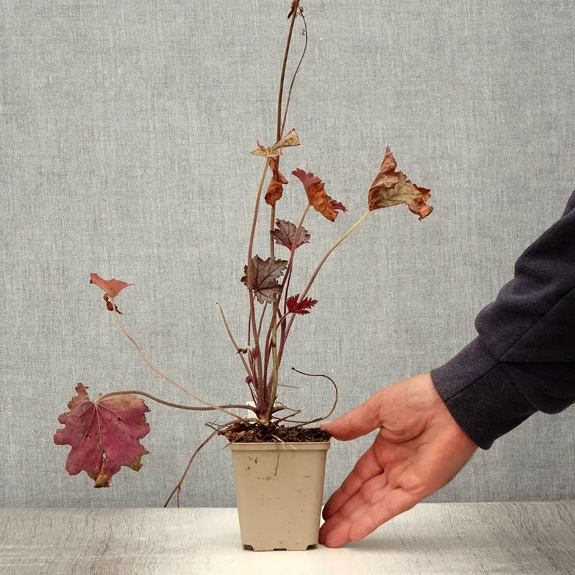 Esemplare di Heucherella Cracked Ice Godet de 9cm consegnato in estate