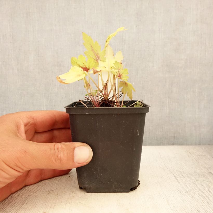 Esemplare di Heucherella Eye Spy Vasetto da 8/9 cm consegnato in estate