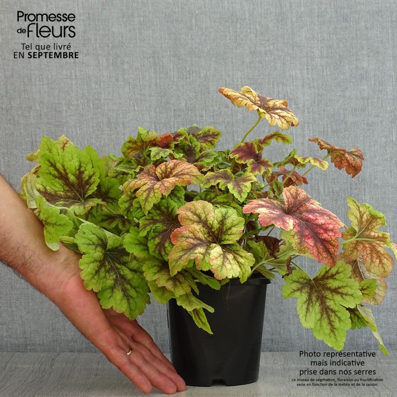 Esemplare di Heucherella Golden Zebra Vaso da 1,5L/2L consegnato in estate