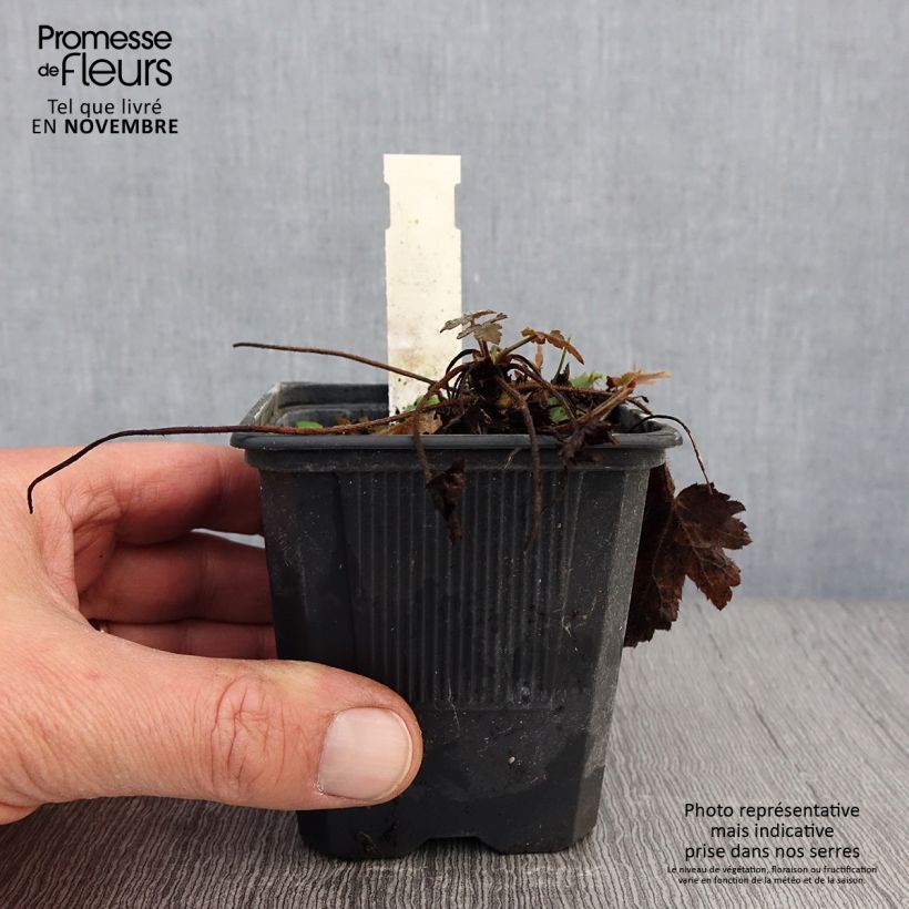 Esemplare di Heucherella Silver Streak Vasetto da 8/9 cm come consegnato in autunno